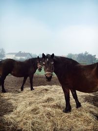 Horses standing in ranch against sky