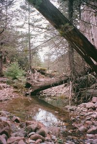 Scenic view of stream in forest