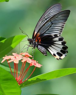 Close-up of butterfly pollinating on flower