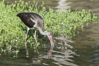 Close-up of duck in lake