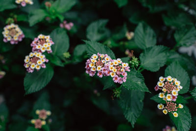 Close-up of flowering plant