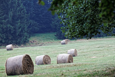 Hay bales in a field