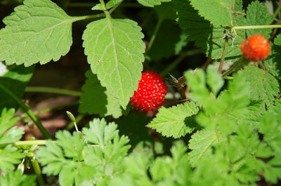 Close-up of strawberry growing on tree