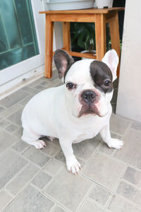 Portrait of dog lying on floor at home