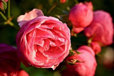 Close-up of red rose