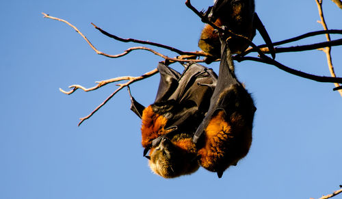 Low angle view of insect on tree against sky