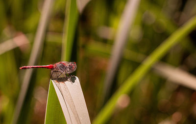 Close-up of insect on plant