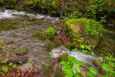 Stream flowing through rocks in forest