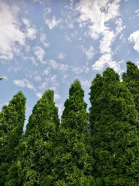 Low angle view of trees against sky