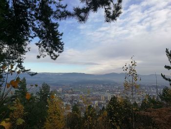 Trees and cityscape against sky