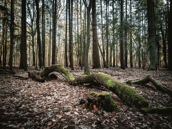 Trees in forest