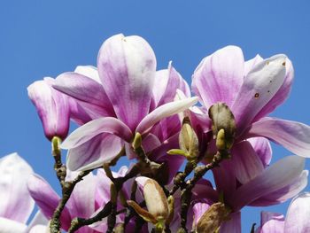 Close-up of pink flowering plant against clear sky