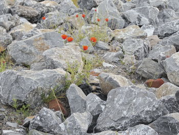 Full frame shot of rocks