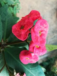 Close-up of pink flowers blooming outdoors