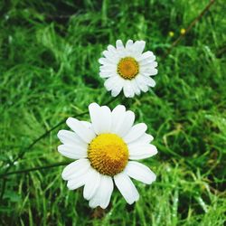 Close-up of daisy flowers