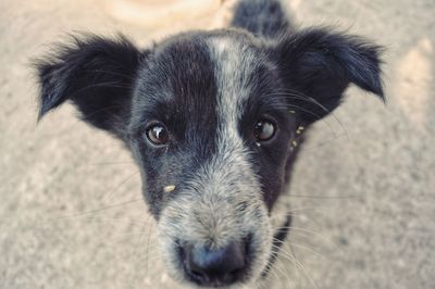Close-up portrait of dog
