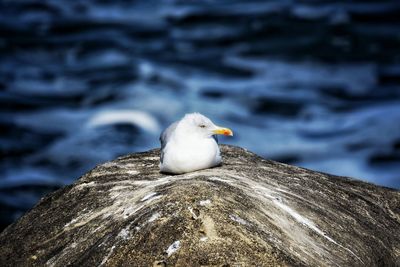 Seagull perching on rock