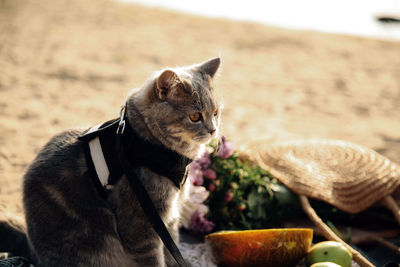 Close-up of dog eating food