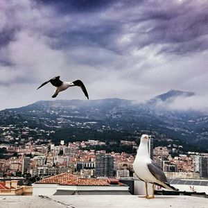 Seagull flying over city