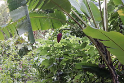 View of a bird on plant