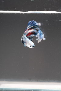 High angle view of fish swimming in sea