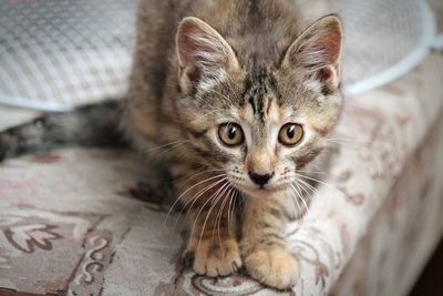 Close-up portrait of a kitten