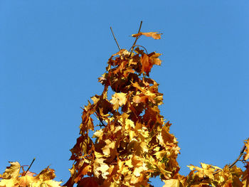 Low angle view of dried plant against blue sky