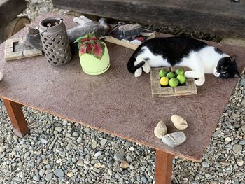 High angle view of cat by wall