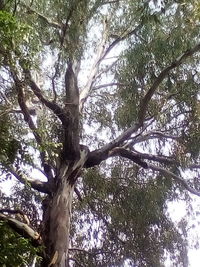 Low angle view of tree against sky