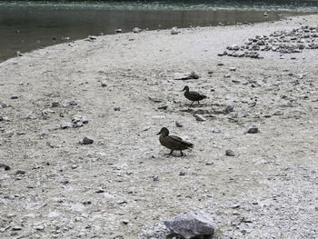 High angle view of bird perching on land