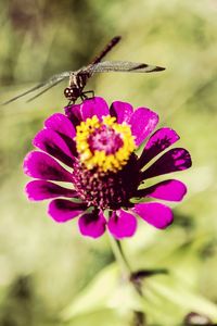 Close-up of honey bee on purple flower