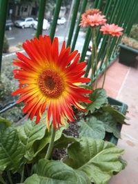 Close-up of red sunflower