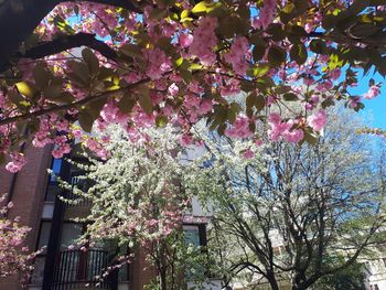 Low angle view of cherry blossom tree