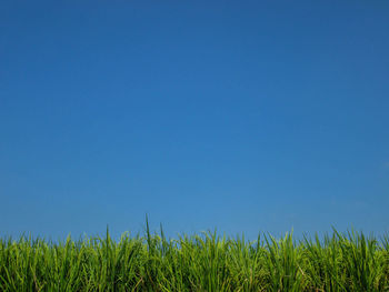 Plants growing on field against clear blue sky