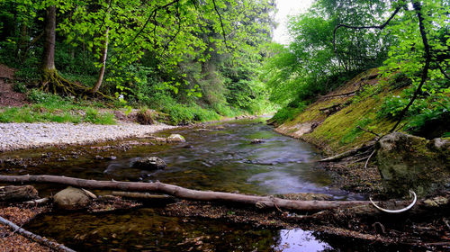 Stream amidst trees in forest