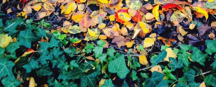 Full frame shot of multi colored leaves