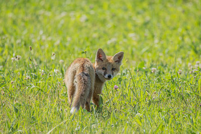 Fox on grassy field