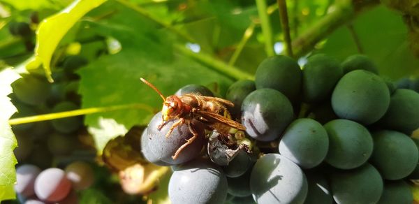 Close-up of insect on fruit