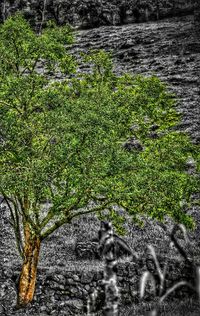 Plants growing in garden