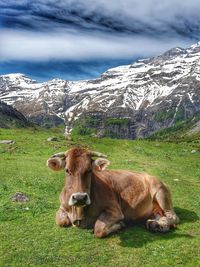 Portrait of cow sitting on field against snowcapped mountain