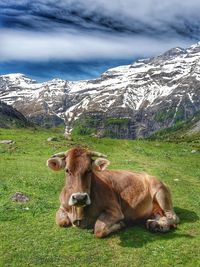 Lion resting on grassy field against mountain range