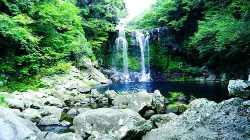 Scenic view of waterfall in forest