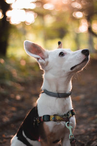 Close-up of dog looking away against trees