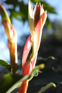 Close-up of flower against blurred background