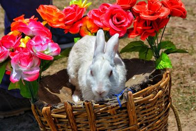 Close-up of an animal in basket