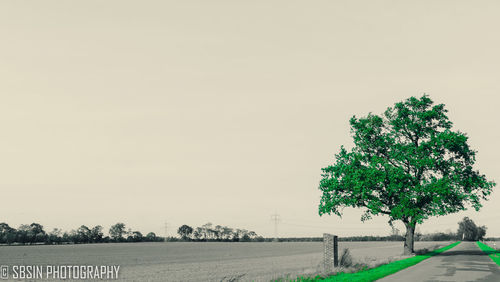 Trees on field against clear sky