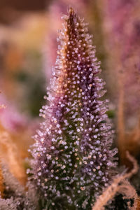 Close-up of purple flowering plant