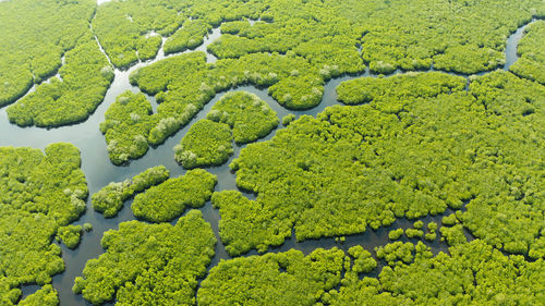 High angle view of green plant on field