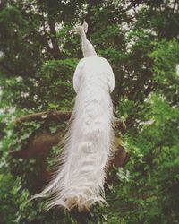 Low angle view of peacock