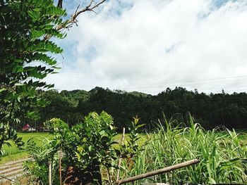 Plants growing on field against sky